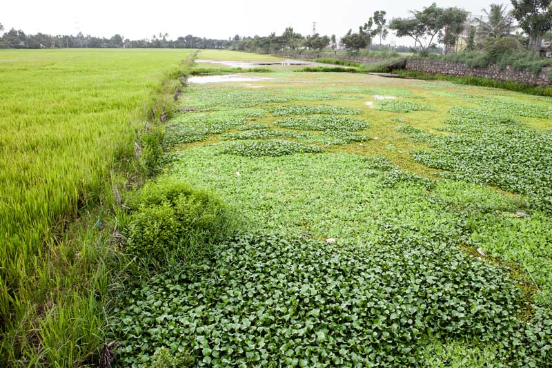 Eutrophication in a water canal adjoining paddy fields in Kuttanad wetlands in Alappuzha district, Kerala